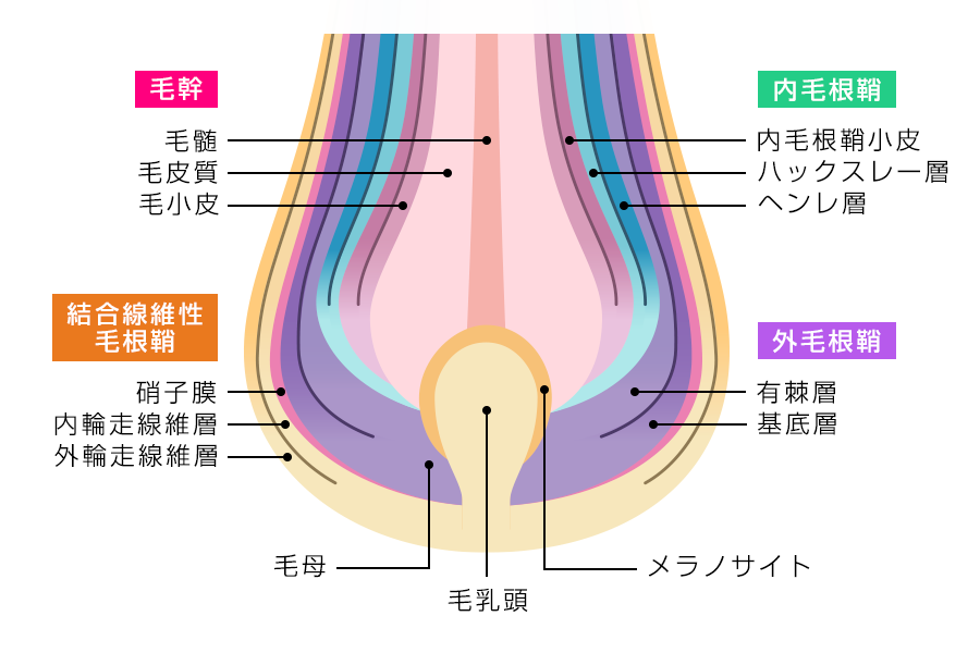 毛根についている透明な膜とは? 毛根鞘(もうこんしょう)の種類や皮脂との違いを解説 | 薄毛・抜け毛治療ならAGAヘアクリニック